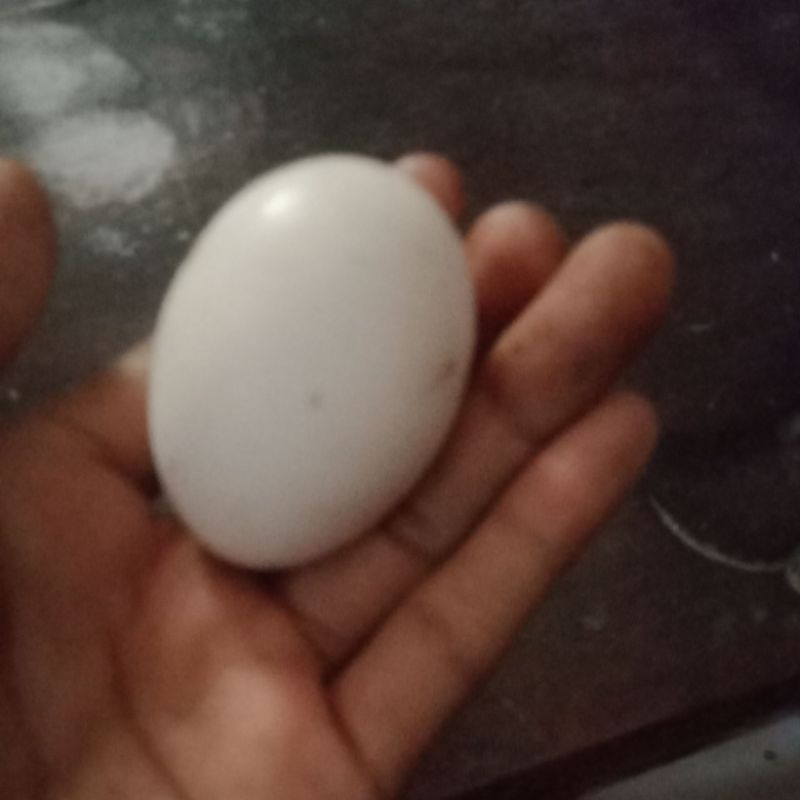 

telur ayam kampung