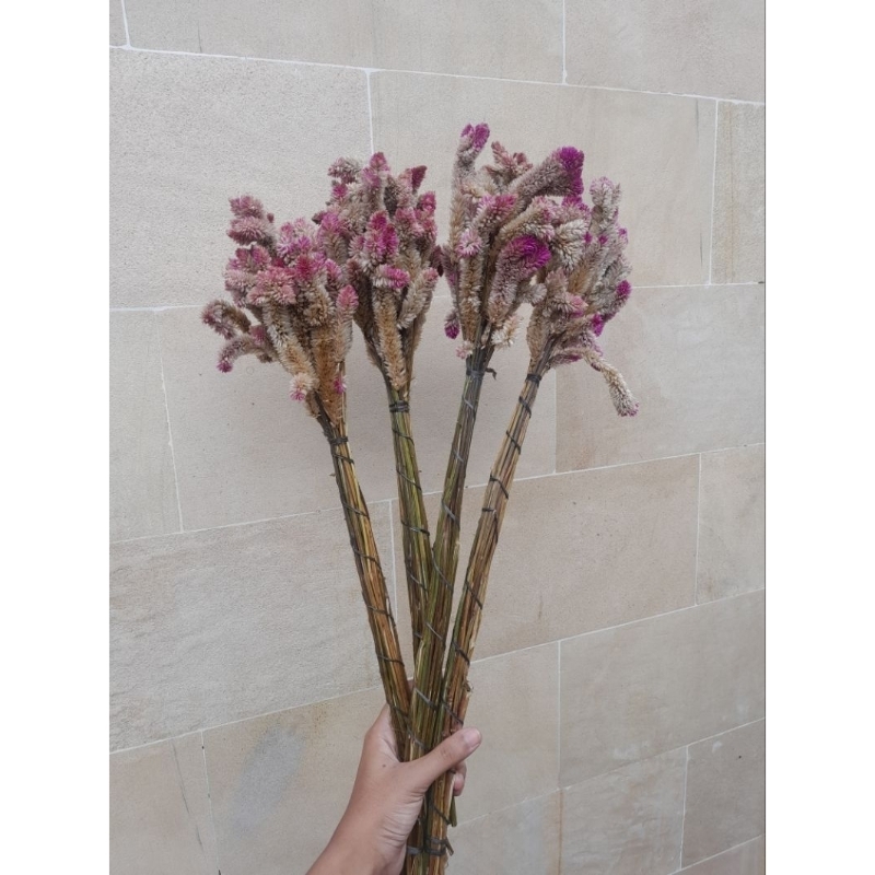 Bunga kering boroco | boroko | bunga bayam merah dekorasi rustik