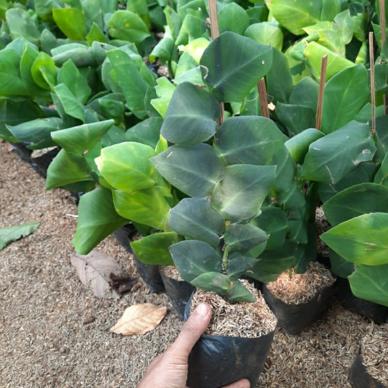 TANAMAN DOLAR RAMBAT DAUN BESAR / TANAMAN HIAS HIDUP