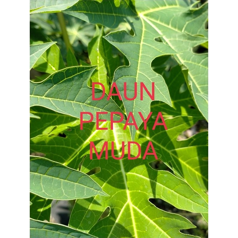 

DAUN PEPAYA MUDA