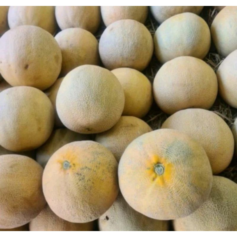 

MELON MANIS | melon manis bandung | Melon 1 butir | vegeSpot