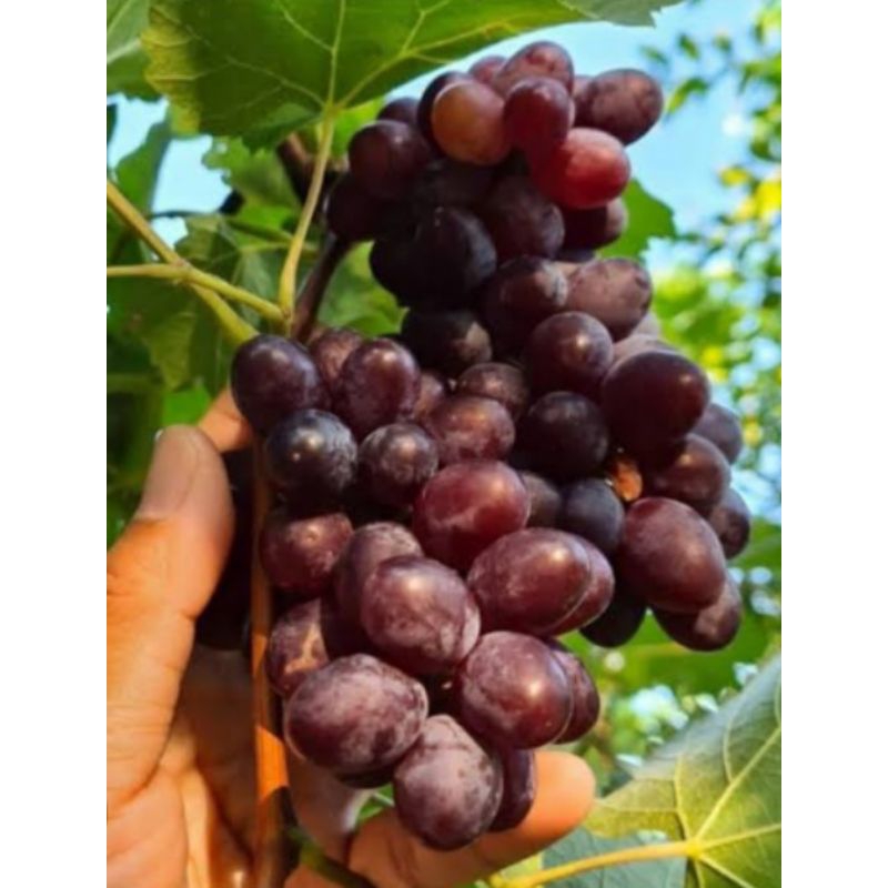 BIBIT ANGGUR IMPORT EARLY ADORA