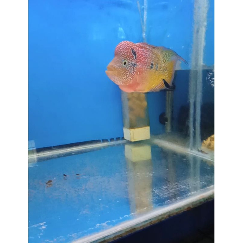 Ikan lohan Kamfa F2 Ori Thailand