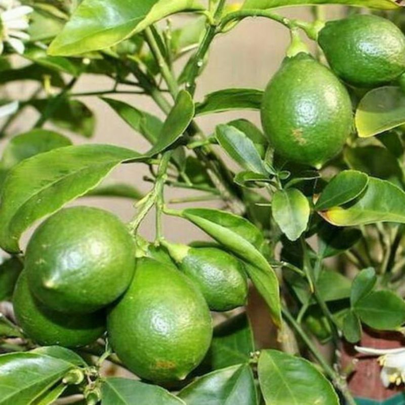 

lemon hijau kalifornia