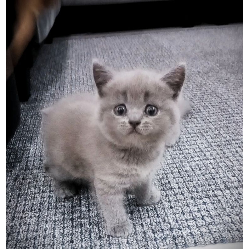 kitten British Short Hair pure non ped