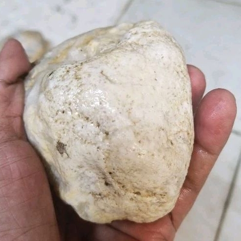batu fosil mani gajah full kristal(21)