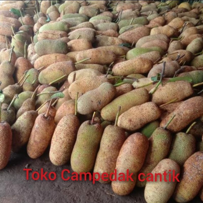 

Buah campedak fresh, langsung petik dari pohonnya