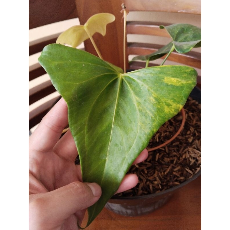 anthurium  pterodactyl varigata ( sudah berbuah ) roset