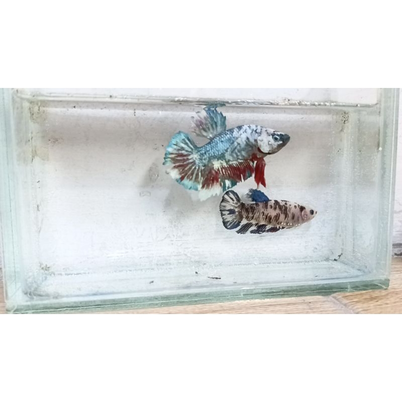 Ikan Cupang Sepasang