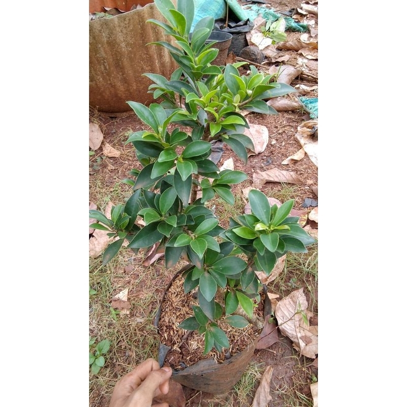 Tanaman hias bahan bonsai elegan / elegan / bahan bonsai / Bonsai Indoor / Bonsai Outdoor