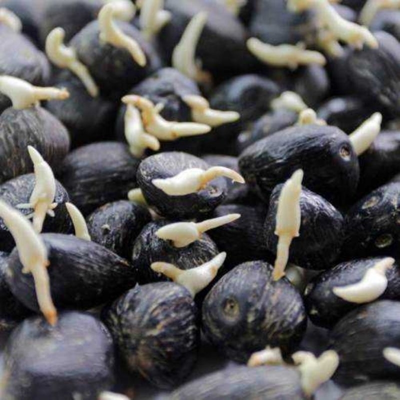 Paket 2Box Bibit Kecambah Sawit PPKS DxP Marihat