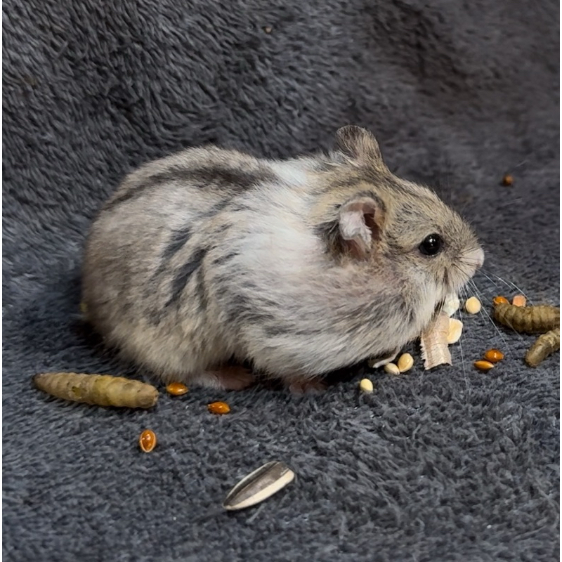 HAMSTER CAMPBELL DOMINAN ANAKAN DAN INDUKAN, Hamster campbell sehat, Hamster Murah, Hamster Jinak