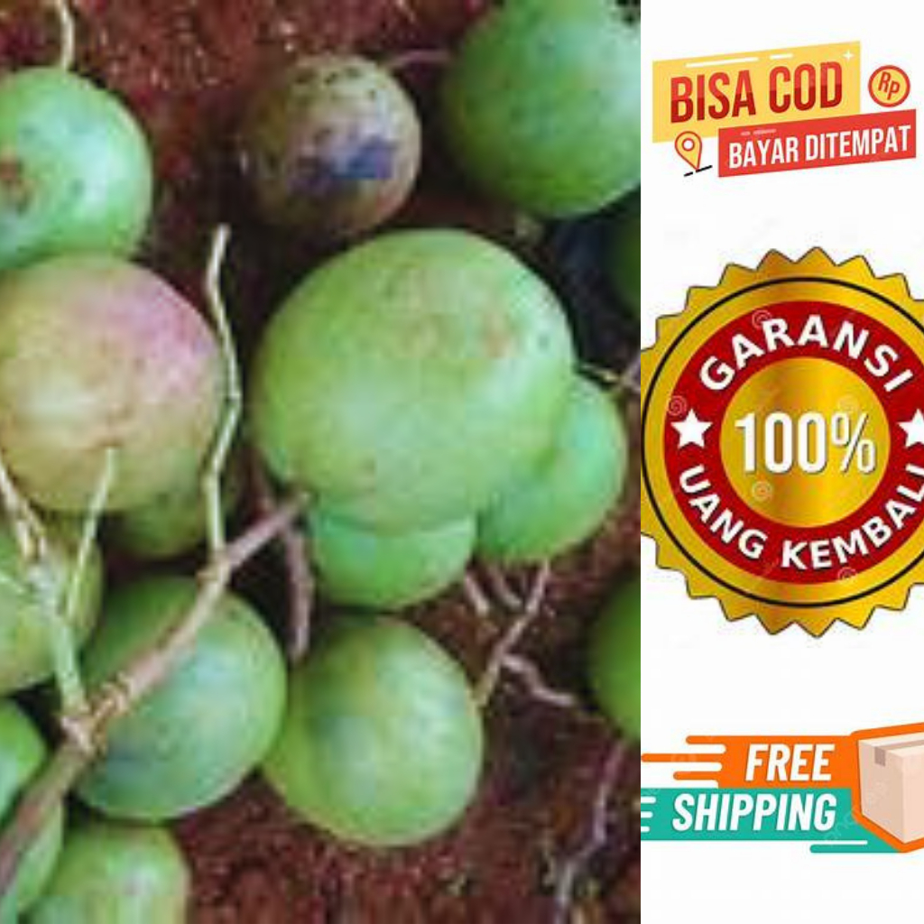 

Bintaro / Buah Bintaro Alat Pengusir Tikus / Buah Simpalak / Simpalak Buah Bintaro / Buah Bintaro / Buah Bintaro Pengusir Tikus / Pengusir Tikus / Buah Bintaro Segar Untuk Mengusir Tikus