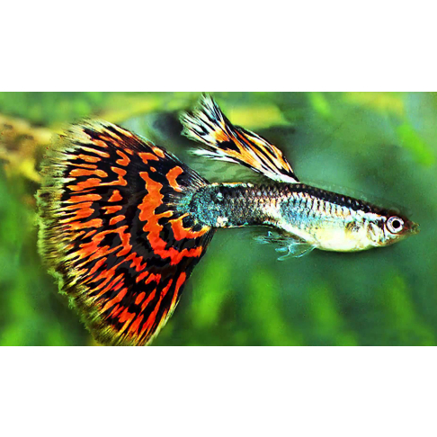 Ikan Guppy Mix / Campur / Cendolan | Ikan Hias Air Tawar