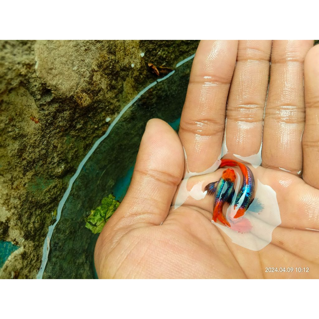 GUPPY PRTDE KOI