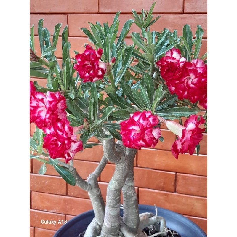 ADENIUM BUNGA TUMPUK ID PMK BUNGA KOMPAK