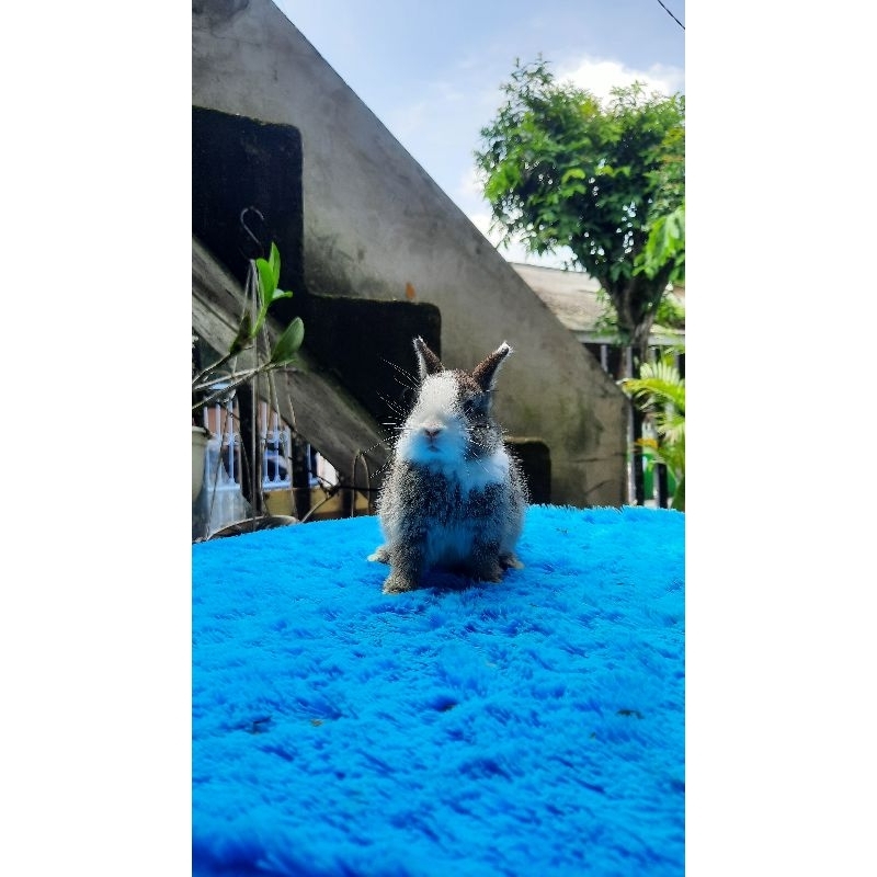 KELINCI HIAS | NEDHERLAND DWARF