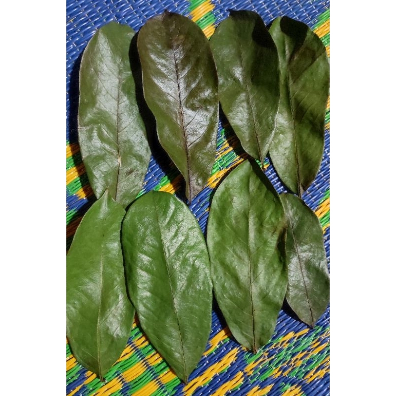 

daun sirsak kering