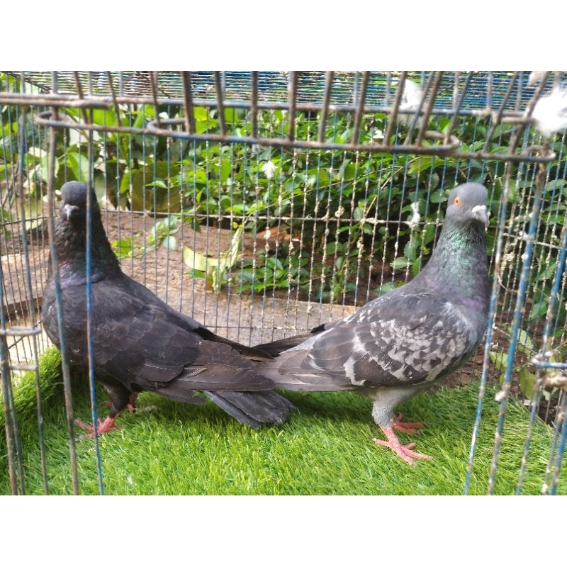 merpati sepasang Giring keras