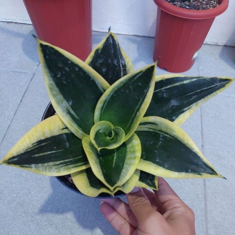 Sansevieria Pagoda NgeTower