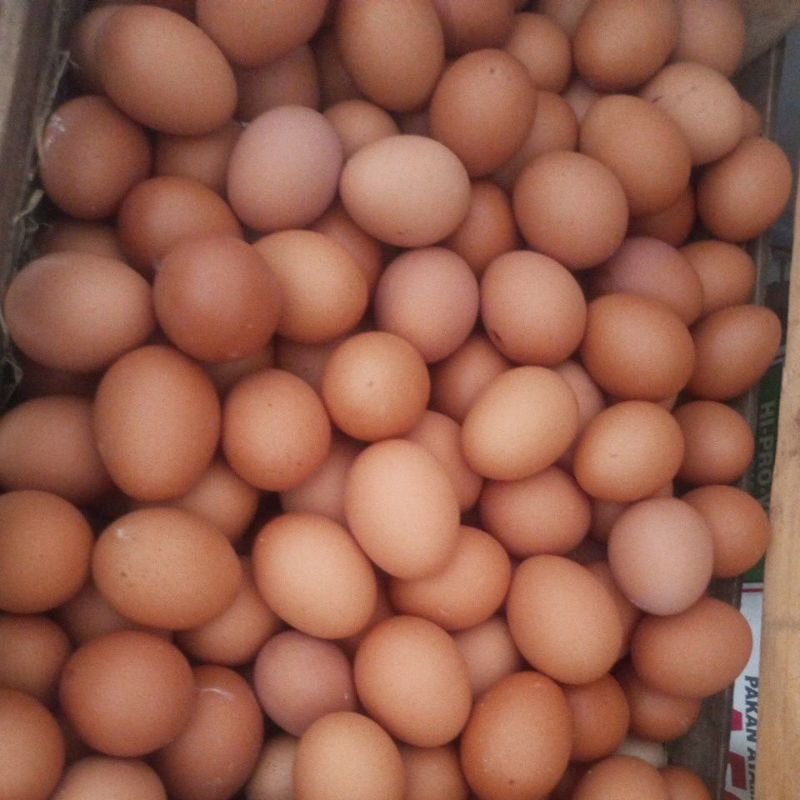 

Telur Ayam Negeri Kualitas Super 1Kg