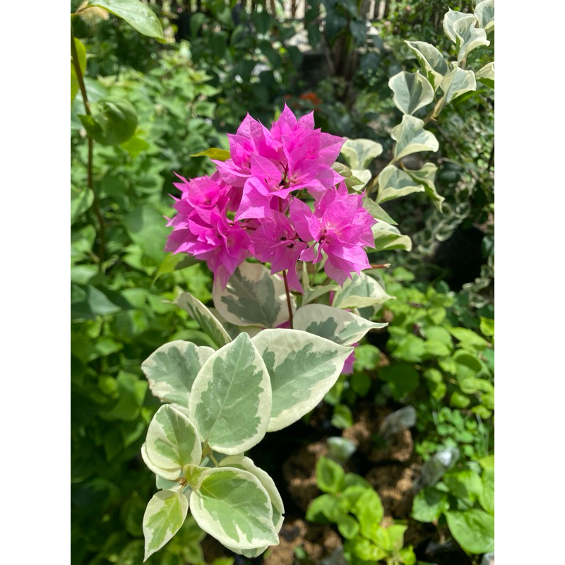 bougenville ungu gempuk daun varigata