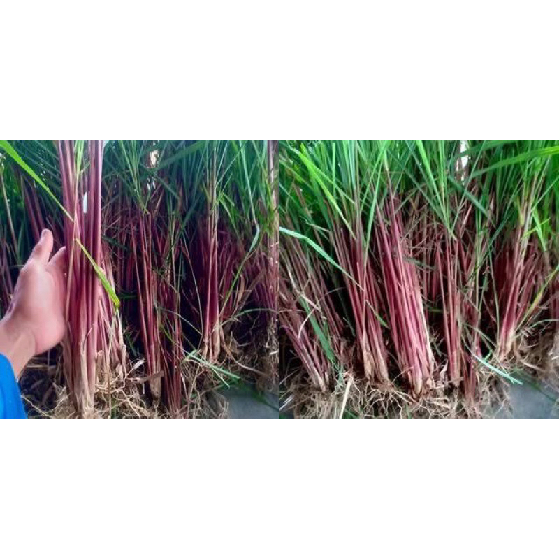 

sere merah