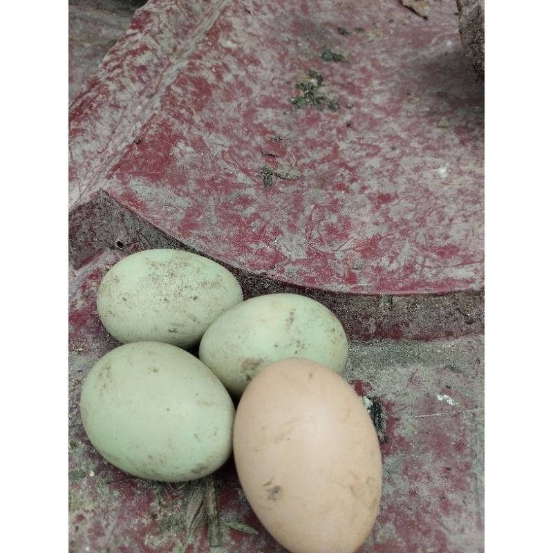 

telur ayam birma