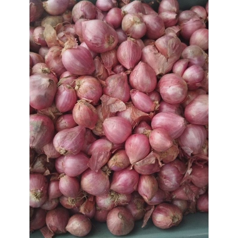 

Bawang Merah Besar