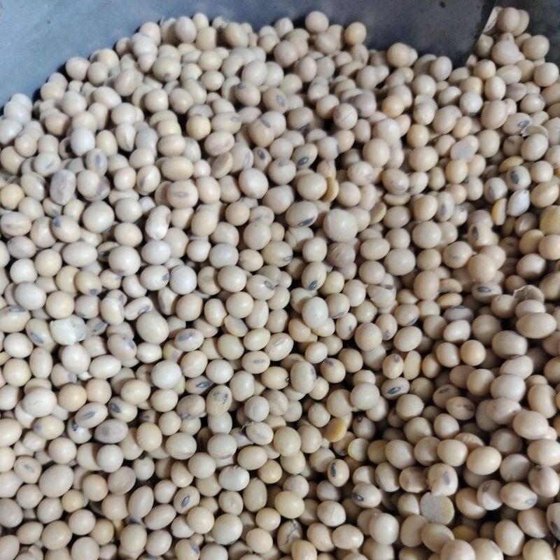 

kacang kedelai 1kg/1000gram