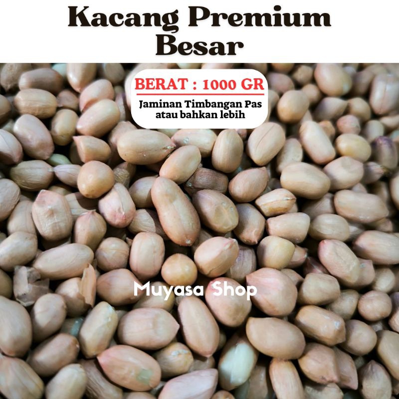 

Kacang Tanah Premium 1 Kilo Kacang Tanah Besar 1000 Gram Kacang india