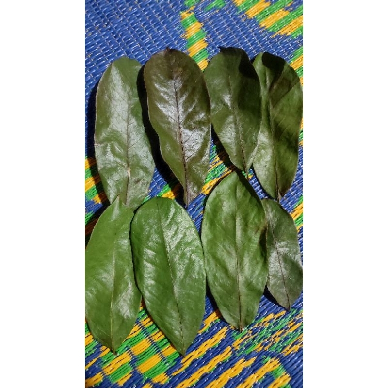 

daun sirsak kering