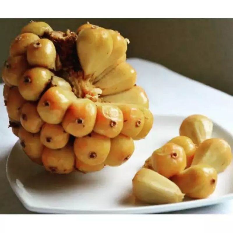 

Buah Kecombrang/ Cika Asli medan