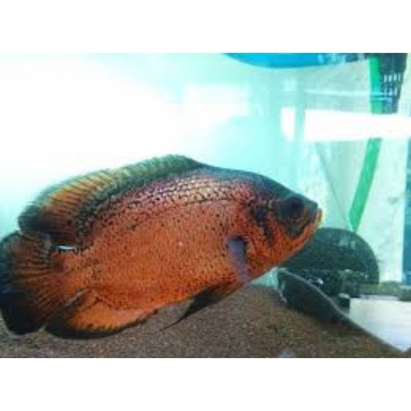 Oscar black tembaga 3 jari