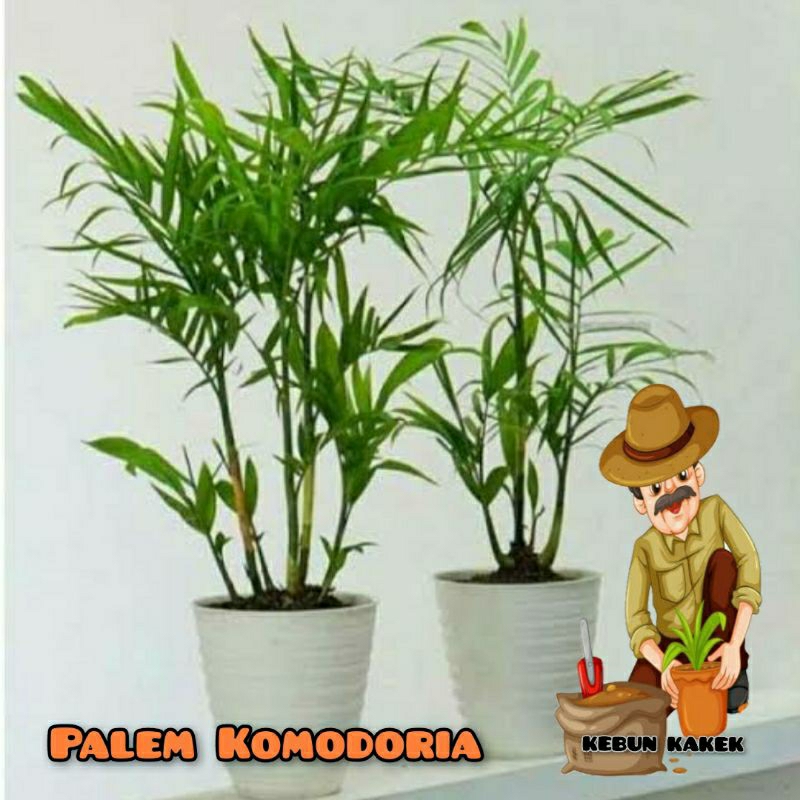 TANAMAN HIAS PALEM KOMODORIA / TANAMAN INDOOR PALEM COMODORIA