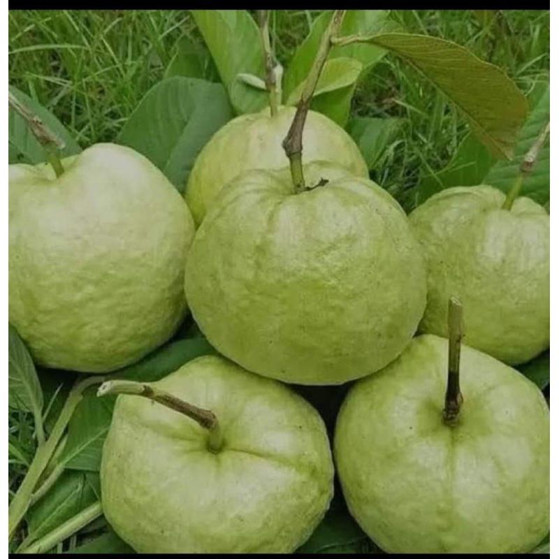 

JAMBU CRYSTAL