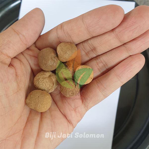 Biji Jati Solomon Berkualitas