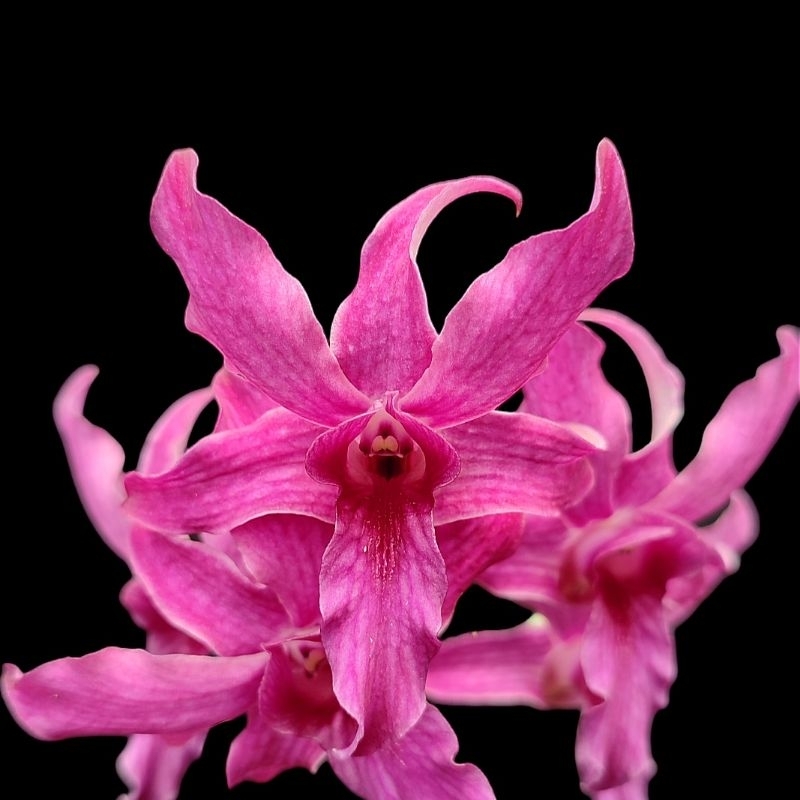 Anggrek Dendrobium | Dendrobium Nafisa Nasifa | Bigibbum x Spectabile | Intersection Hybrid | Anggre