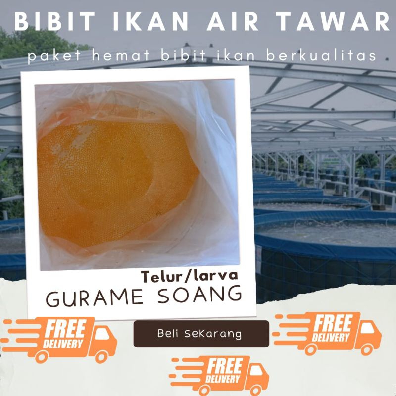 TELUR GURAME SOANG PAKET 500 TELUR GURAME SOANG MURAH LARVA BIBIT GURAME SOANG BERKUALITAS