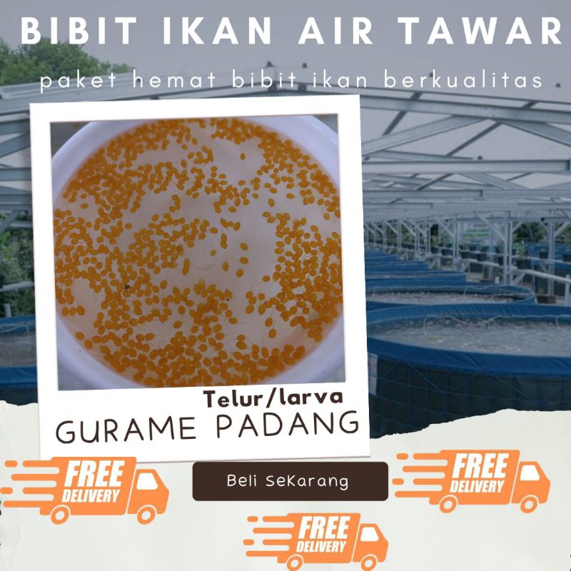 TELUR GURAME PADANG PAKET 500 TELUR GURAME PADANG MURAH LARVA/TELUR BIBIT GURAME PADANG BERKUALITAS