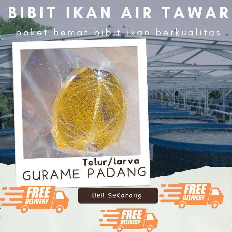 TELUR GURAME PADANG PAKET 800 TELUR GURAME PADANG MURAH LARVA/TULUR BIBIT GURAME PADANG BERKUALITAS