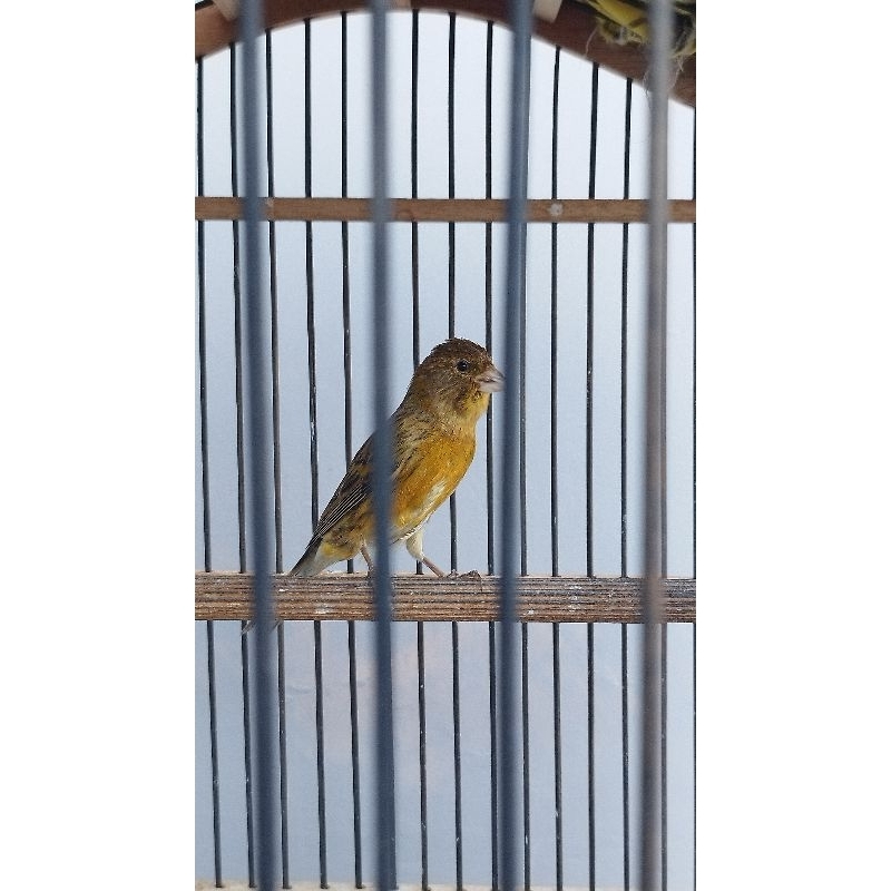 kenari loper gacor jantan