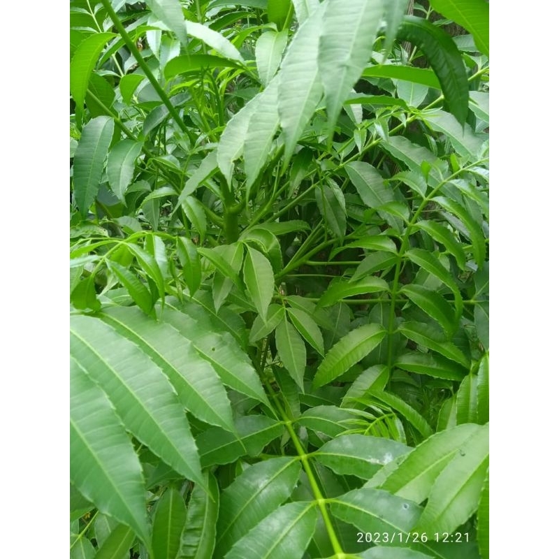 

daun kedongdong segar 250 gr