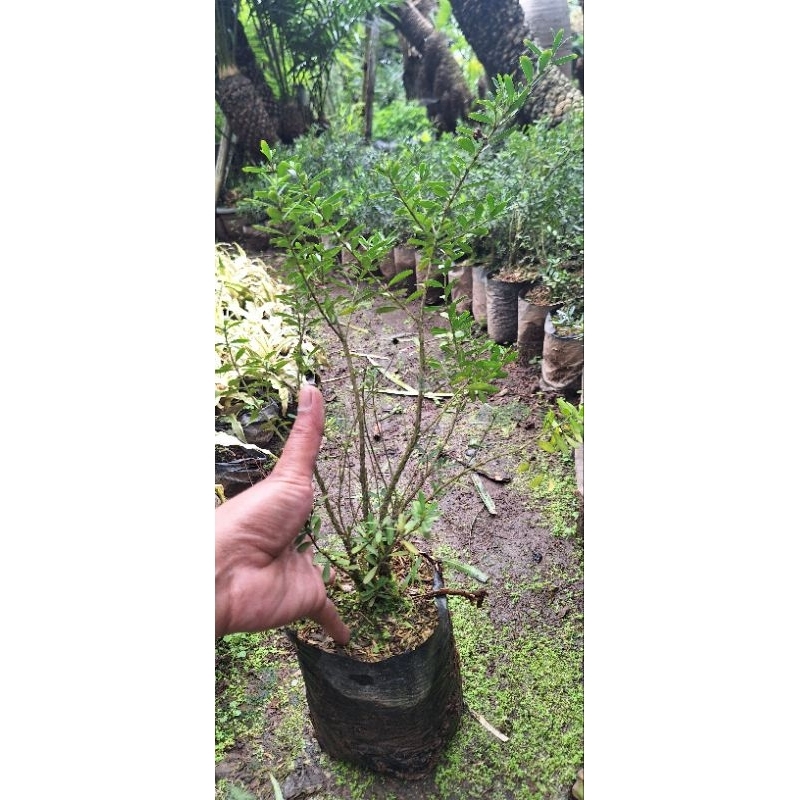 bibit bonsai buxus harlandii