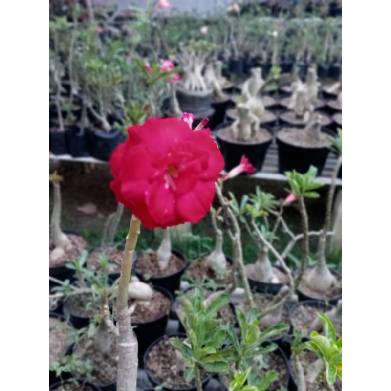 adenium bunga tumpuk size A+