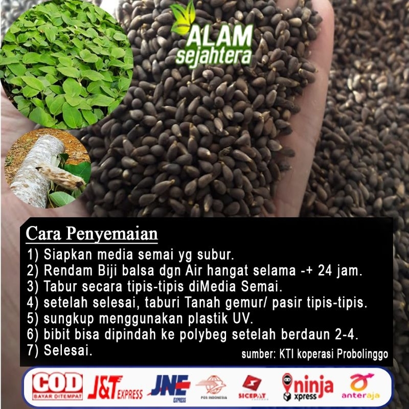 

TERLARIS''!1 KG BIJI BALSA PUTIH/BENIH BALSA SIAP SEMAI MURAH