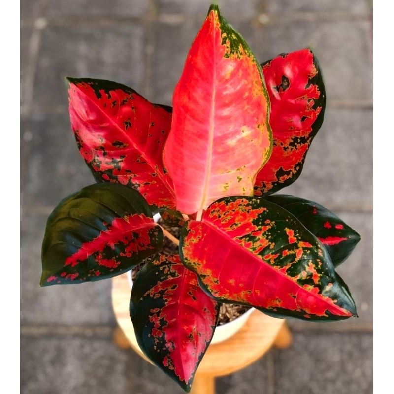 ( BISA COD ) Aglonema Suksom Batik Merah Mutasi Tanaman Hias Aglonema Aglaonema Suksom Batik Merah M