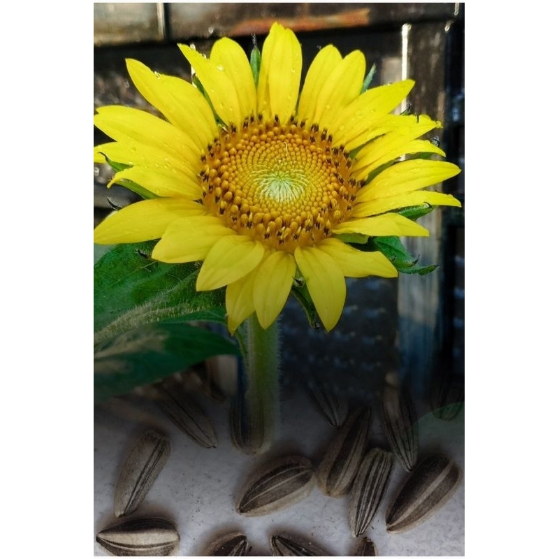 

Benih bunga matahari sunflower yellow unggul