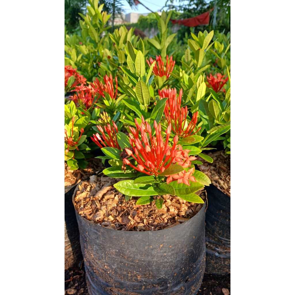 tanaman hias soka singapura