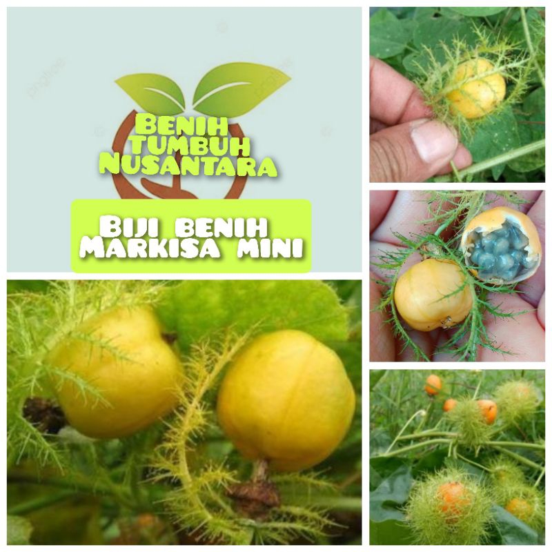 10 butir biji benih markisa mini/rambusa